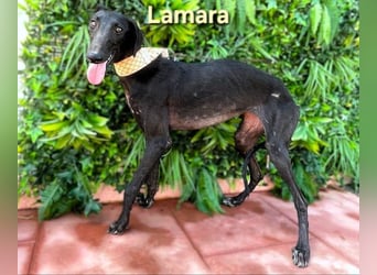 Lamara  geb. 02/2025 (ESP) - sanfte und liebevolle, junge Galga!