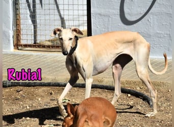 Rubia1 geb. 04/2024 (ESP) - soziale und süße, junge Galga sucht das Glück!