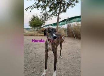 Honda geb. 12/2022 (ESP) - zierliche, liebevolle Galga die so viel mehr verdient hat!