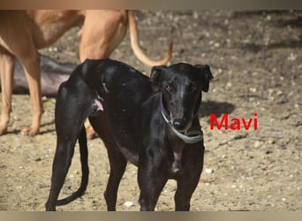 Mavi geb. 09/2023 (ESP) - zierliche Galga sucht Zuhause oder Pflegestelle!