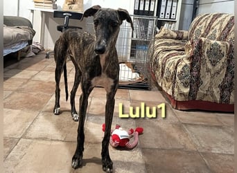 Lulu1 geb. 02/2025 (ESP) - sympathisches und fröhliches Galgo Mädchen!