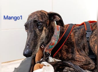 Mango1 geb. 09/2022 (ESP) - sanfter Galgo auf der Suche nach dem Glück!
