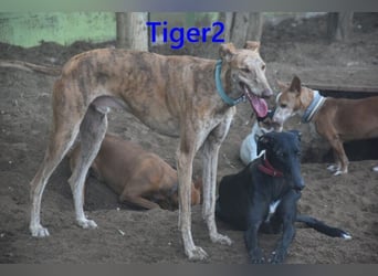 Tiger2 geb. 03/2023 (ESP) - wunderschöner Galgo sucht liebevolles Zuhause!
