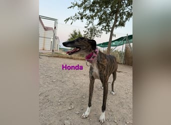 Honda geb. 12/2022 (ESP) - zierliche, liebevolle Galga die so viel mehr verdient hat!