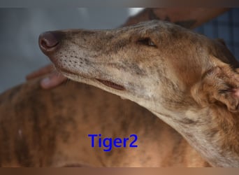 Tiger2 geb. 03/2023 (ESP) - wunderschöner Galgo sucht liebevolles Zuhause!