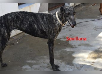 Sevillana geb. 05/2020 (ESP) - ruhige und soziale Galga sucht ihr langverdientes Glück!
