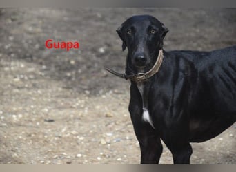 Guapa geb. 03/2024 (ESP) - soziale, wunderschöne Galga sucht Pflegestelle oder Zuhause!