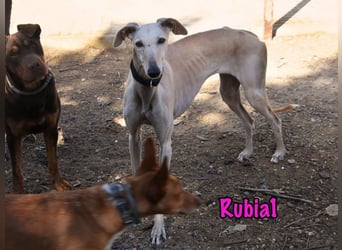 Rubia1 geb. 04/2024 (ESP) - soziale und süße, junge Galga sucht das Glück!