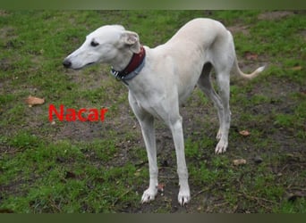 Nacar geb. 02/2021 (ESP) - ausgeglichene, wunderschöne Galga sucht ihre Menschen!