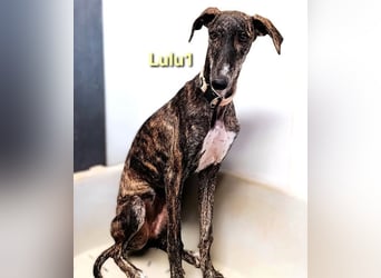 Lulu1 geb. 02/2025 (ESP) - sympathisches und fröhliches Galgo Mädchen!