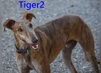 Tiger2 geb. 03/2023 (ESP) - wunderschöner Galgo sucht liebevolles Zuhause!