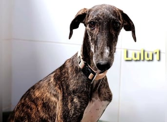 Lulu1 geb. 02/2025 (ESP) - sympathisches und fröhliches Galgo Mädchen!
