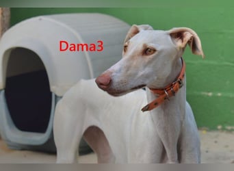 Dama3 geb. 11/2024 (ESP) - wunderschöne, unglaublich liebevolle Galga auf der Suche!