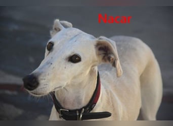 Nacar geb. 02/2021 (ESP) - ausgeglichene, wunderschöne Galga sucht ihre Menschen!