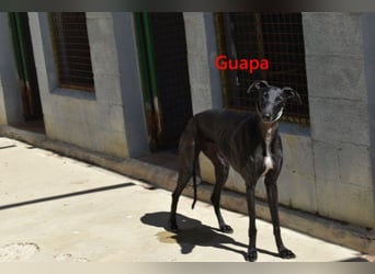 Guapa geb. 03/2024 (ESP) - soziale, wunderschöne Galga sucht Pflegestelle oder Zuhause!