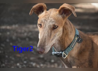 Tiger2 geb. 03/2023 (ESP) - wunderschöner Galgo sucht liebevolles Zuhause!