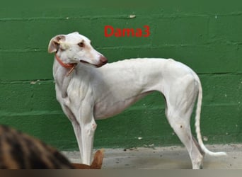 Dama3 geb. 11/2024 (ESP) - wunderschöne, unglaublich liebevolle Galga auf der Suche!