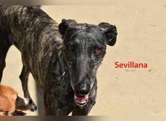 Sevillana geb. 05/2020 (ESP) - ruhige und soziale Galga sucht ihr langverdientes Glück!