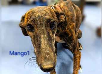 Mango1 geb. 09/2022 (ESP) - sanfter Galgo auf der Suche nach dem Glück!