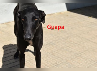 Guapa geb. 03/2024 (ESP) - soziale, wunderschöne Galga sucht Pflegestelle oder Zuhause!