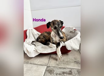 Honda geb. 12/2022 (ESP) - zierliche, liebevolle Galga die so viel mehr verdient hat!
