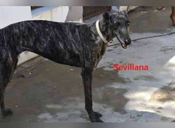 Sevillana geb. 05/2020 (ESP) - ruhige und soziale Galga sucht ihr langverdientes Glück!