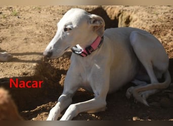 Nacar geb. 02/2021 (ESP) - ausgeglichene, wunderschöne Galga sucht ihre Menschen!