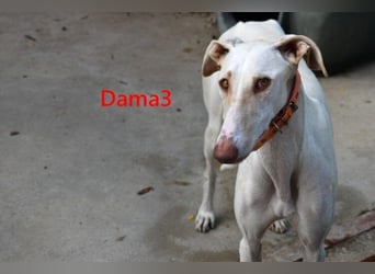 Dama3 geb. 11/2024 (ESP) - wunderschöne, unglaublich liebevolle Galga auf der Suche!