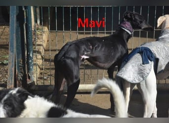 Mavi geb. 09/2023 (ESP) - zierliche Galga sucht Zuhause oder Pflegestelle!