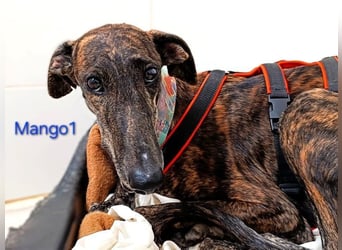 Mango1 geb. 09/2022 (ESP) - sanfter Galgo auf der Suche nach dem Glück!