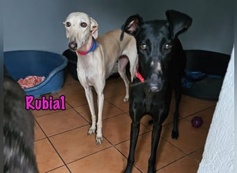 Rubia1 geb. 04/2024 (ESP) - soziale und süße, junge Galga sucht das Glück!