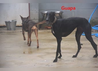 Guapa geb. 03/2024 (ESP) - soziale, wunderschöne Galga sucht Pflegestelle oder Zuhause!