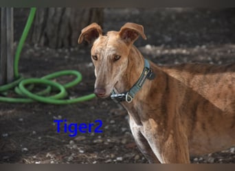 Tiger2 geb. 03/2023 (ESP) - wunderschöner Galgo sucht liebevolles Zuhause!