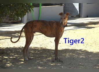 Tiger2 geb. 03/2023 (ESP) - wunderschöner Galgo sucht liebevolles Zuhause!