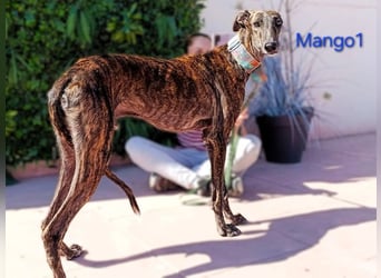 Mango1 geb. 09/2022 (ESP) - sanfter Galgo auf der Suche nach dem Glück!