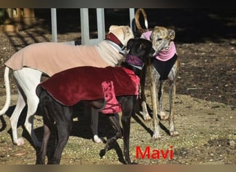 Mavi geb. 09/2023 (ESP) - zierliche Galga sucht Zuhause oder Pflegestelle!