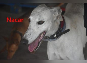 Nacar geb. 02/2021 (ESP) - ausgeglichene, wunderschöne Galga sucht ihre Menschen!