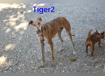 Tiger2 geb. 03/2023 (ESP) - wunderschöner Galgo sucht liebevolles Zuhause!