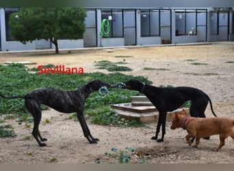Sevillana geb. 05/2020 (ESP) - ruhige und soziale Galga sucht ihr langverdientes Glück!