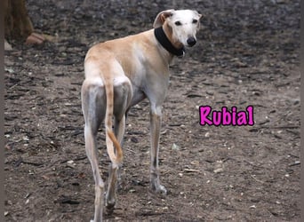 Rubia1 geb. 04/2024 (ESP) - soziale und süße, junge Galga sucht das Glück!