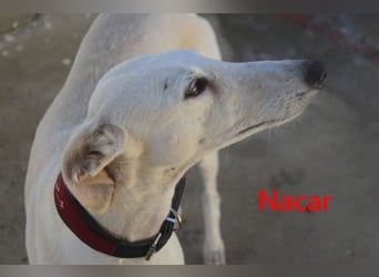 Nacar geb. 02/2021 (ESP) - ausgeglichene, wunderschöne Galga sucht ihre Menschen!