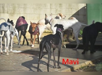 Mavi geb. 09/2023 (ESP) - zierliche Galga sucht Zuhause oder Pflegestelle!