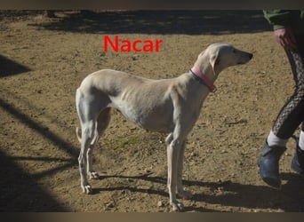 Nacar geb. 02/2021 (ESP) - ausgeglichene, wunderschöne Galga sucht ihre Menschen!