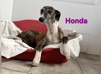 Honda geb. 12/2022 (ESP) - zierliche, liebevolle Galga die so viel mehr verdient hat!