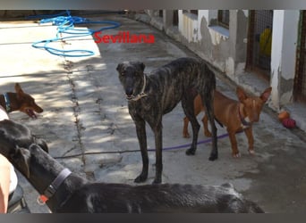 Sevillana geb. 05/2020 (ESP) - ruhige und soziale Galga sucht ihr langverdientes Glück!