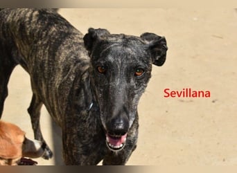 Sevillana geb. 05/2020 (ESP) - ruhige und soziale Galga sucht ihr langverdientes Glück!