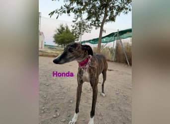 Honda geb. 12/2022 (ESP) - zierliche, liebevolle Galga die so viel mehr verdient hat!