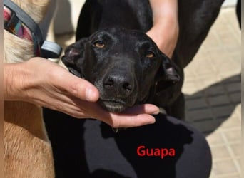 Guapa geb. 03/2024 (ESP) - soziale, wunderschöne Galga sucht Pflegestelle oder Zuhause!