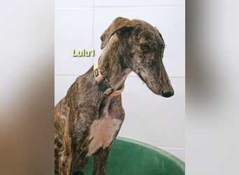Lulu1 geb. 02/2025 (ESP) - sympathisches und fröhliches Galgo Mädchen!