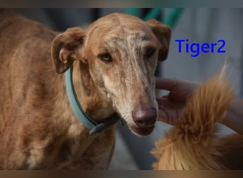 Tiger2 geb. 03/2023 (ESP) - wunderschöner Galgo sucht liebevolles Zuhause!